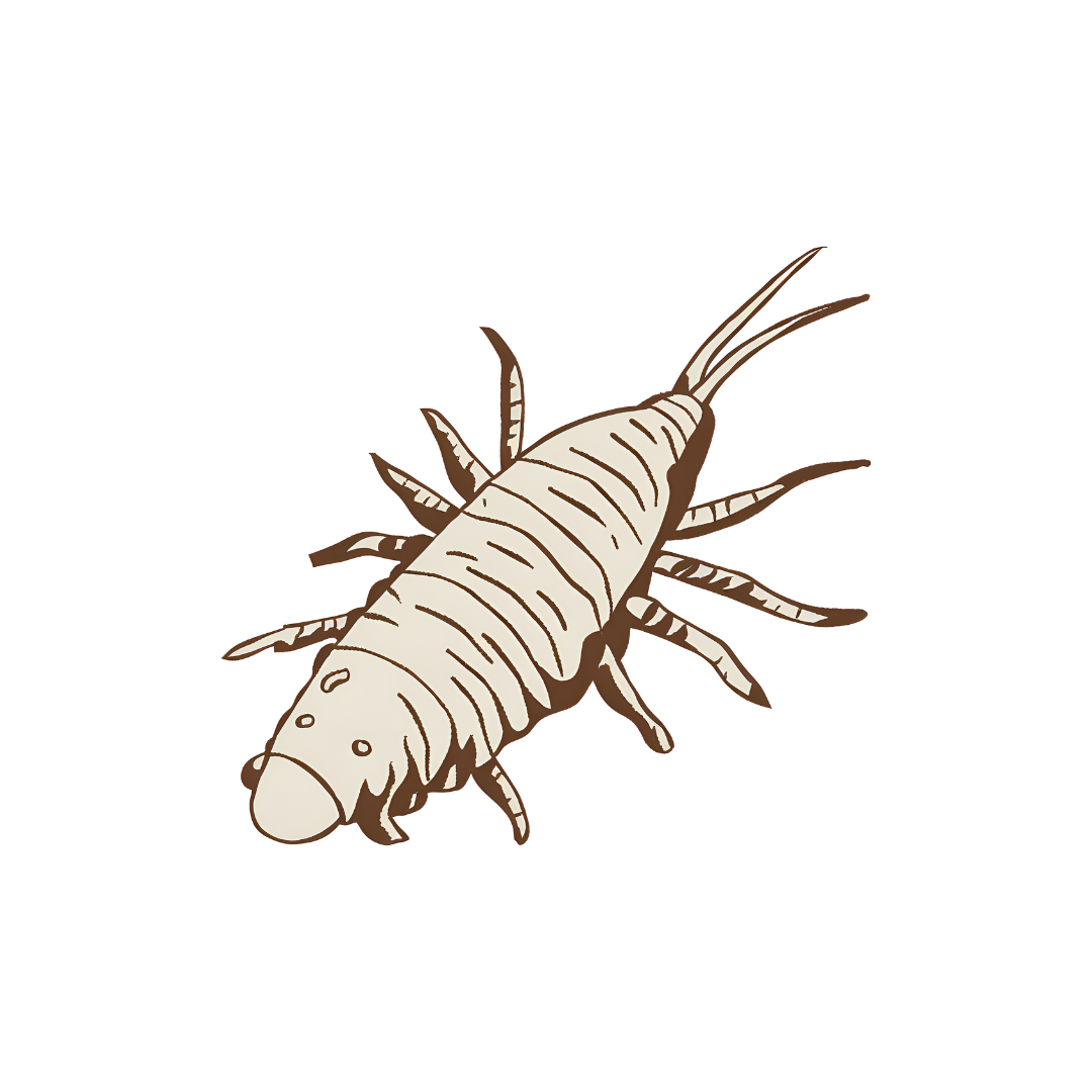 Silverfish